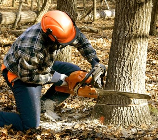Tree Removal in Clifton Hill, MO